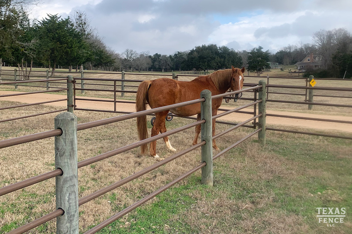 Brown horse standing behind a durable metal pipe ranch fence installed on a farm property by Texas Fence.